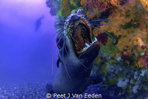 Playful Cape Fur Seal but he also shows his teeth as a wa... by Peet J Van Eeden 